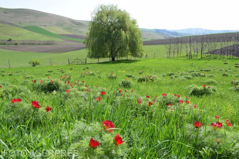 Bujorii de stepă de la Zau de Câmpie au înflorit. Festivalul bujorului are loc săptămâna viitoare