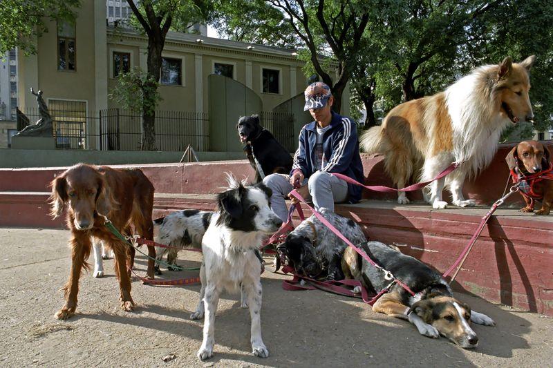 Dacă ai minim 16 ani și dorești să câștigi bani din plimbarea animalelor de companie, iată activitățile casnice pentru care poți fi plătit fără un contract de muncă – OUG