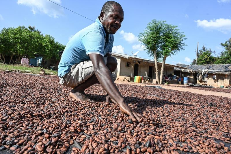 De ce bobul de cacao a devenit mai valoros decât aurul și impactul creșterii prețurilor asupra ciocolatei