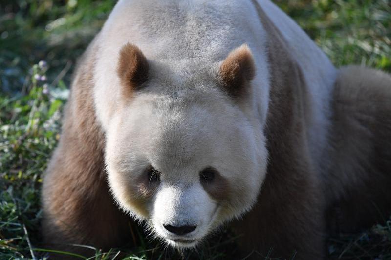 VIDEO: Un panda uriaș extrem de rar surprins în nord-estul Chinei