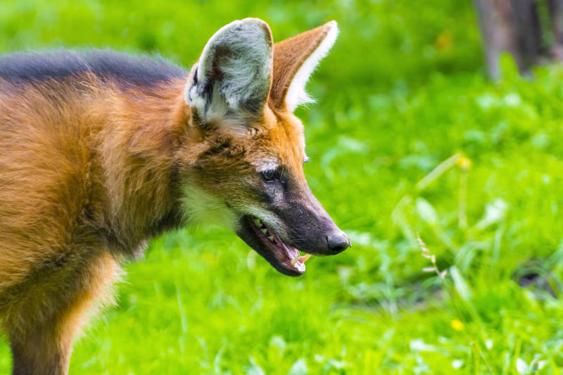 VIDEO Un animal rar și neobișnuit, asemănător cu o vulpe pe picioroange, a fost reintegrat în sălbăticie lângă Buenos Aires