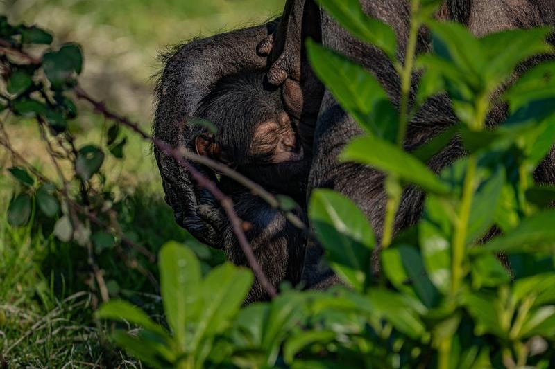 VIDEO O mamă cimpanzeu își plânge puiul decedat la grădina zoologică din Spania, timp de luni de zile