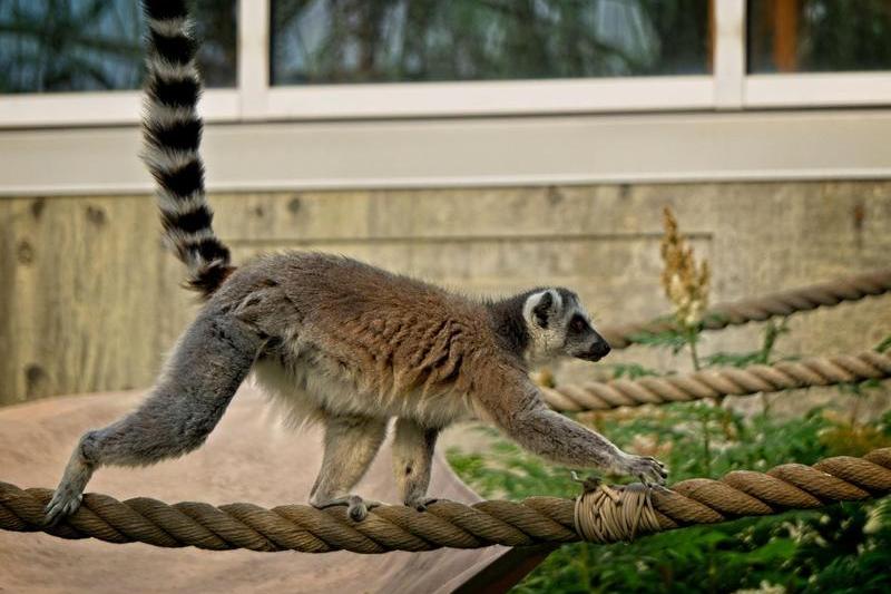 Un tânăr a sustras un lemur de la grădina zoologică din Călăraşi. Animalul a fost găsit într-o clădire abandonată.