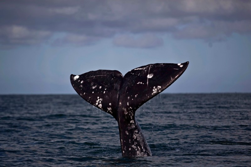 Balenele gri din Pacific, „santinele” ale ecosistemului, afectate de încălzirea oceanelor