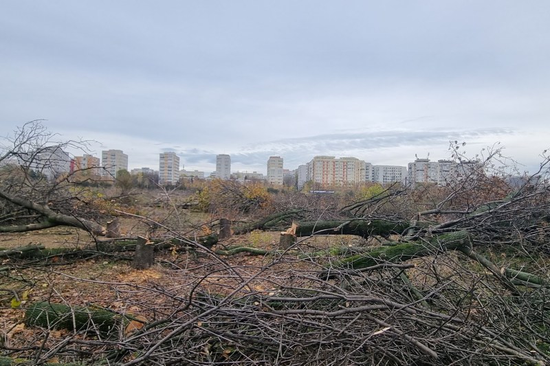 FOTO Aproape toți copacii de pe cele 12 hectare retrocedate în Parcul IOR au fost tăiați fără aviz.