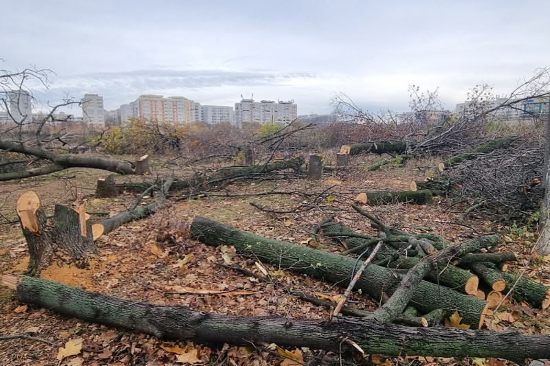 Nicușor Dan avertizează asupra defrișărilor din Parcul IOR: Amenzi de 350 milioane de euro pentru distrugerea vegetației