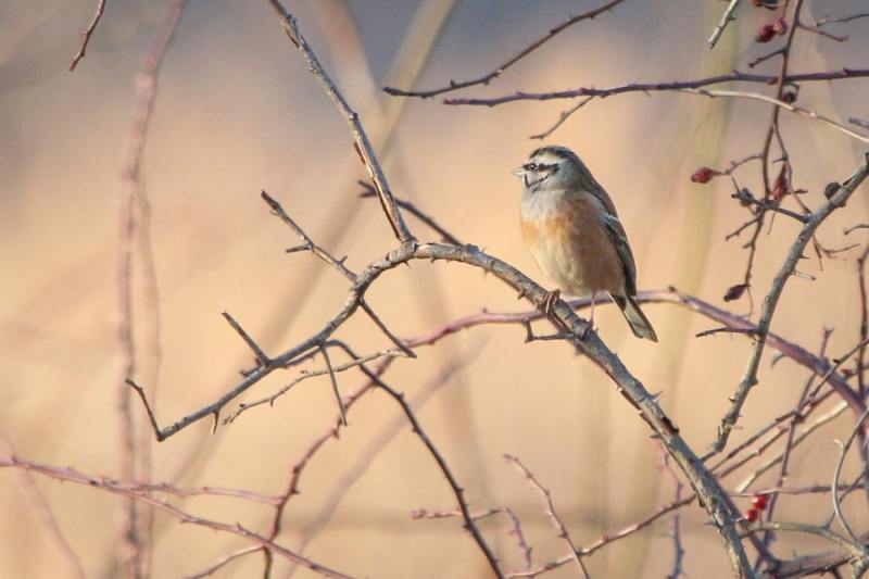 Specii noi de păsări identificate în Parcul Natural Văcăreşti – FOTO