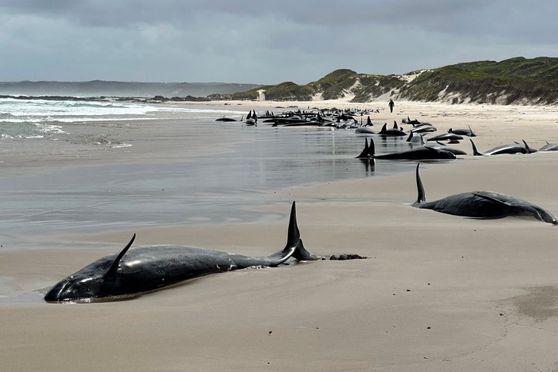 90 de balene eșuate pe plajele din Tasmania vor fi eutanasiate, după ce eforturile de salvare au fost inutile