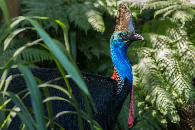 Singurul animal temut de australienii: o pasăre, nu un șarpe veninos sau un câine dingo. „Dacă îl întâlniți, țineți-vă mâinile la spate!”