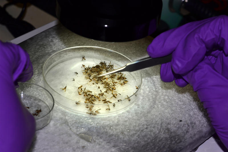 Febra denga și boala chikungunya, riscuri în creștere pentru cetățenii europeni
