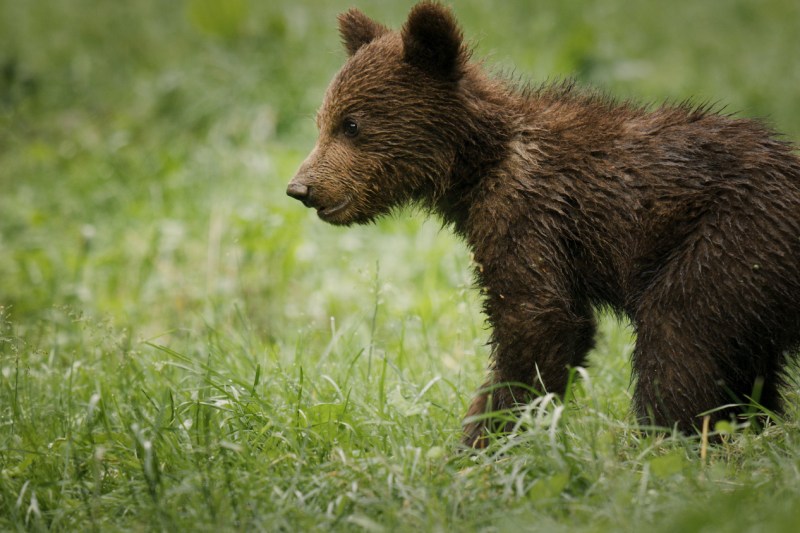 INTERVIU. „Am filmat cum furnicile atacă ursoaica, o metaforă de tip David versus Goliath”. Ce afirmă regizorul celui mai complex documentar despre natura europeană