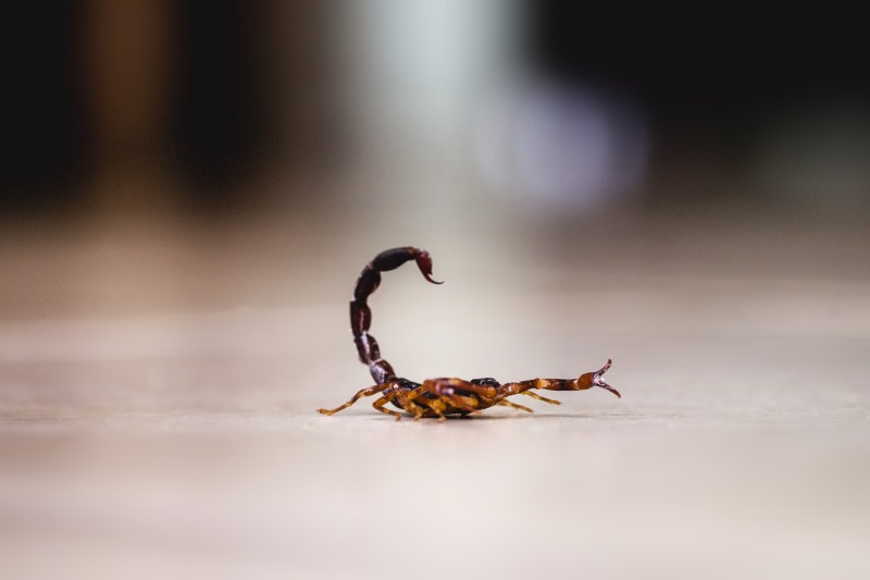 Marile orașe ale unui continent, afectate de invazia scorpionilor. Rata înțepăturilor a crescut cu 250% în nouă ani