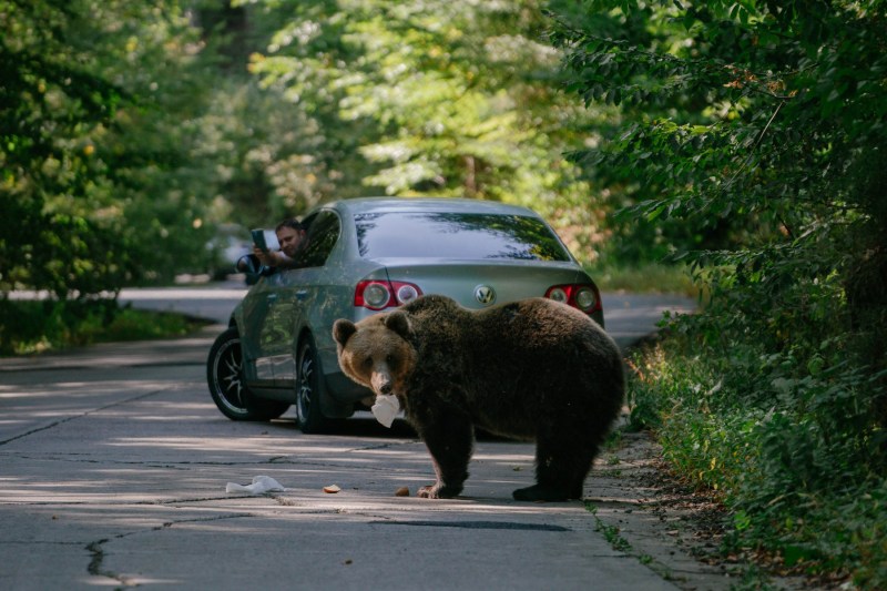 O femeie a fost rănită de un urs pe Transfăgărășan, în apropierea barajului Vidraru