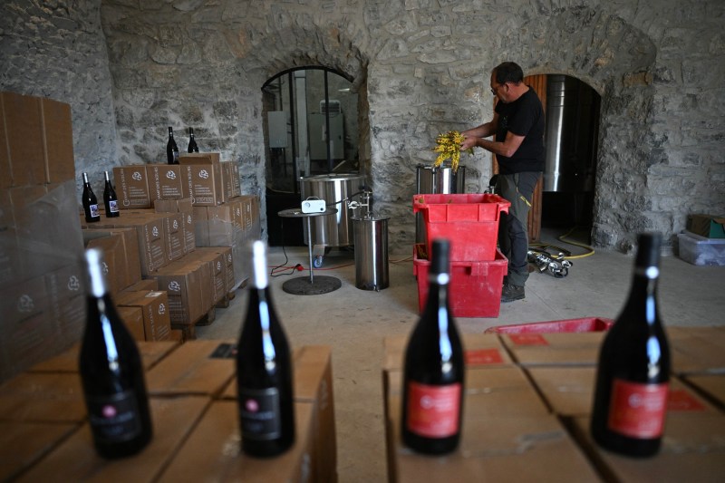 O țară europeană celebră pentru vinurile sale a început recoltarea din ce în ce mai mare de aloe vera în loc de struguri