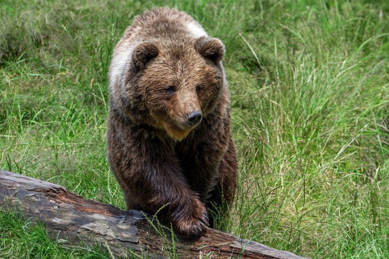 Slovacia a autorizat vânzarea cărnii de urs brun