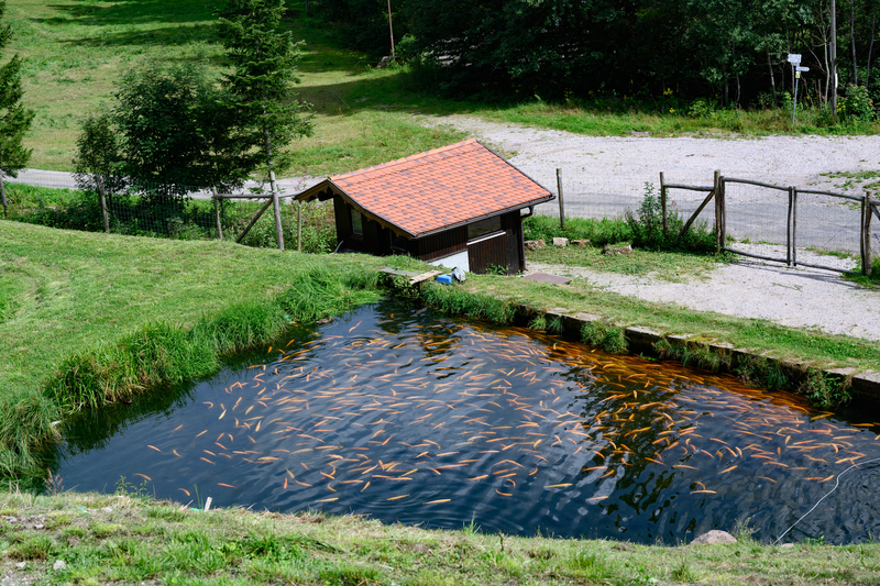 Un antreprenor din Buzău a construit ilegal un baraj pentru a crea un lac lângă pensiunea sa.
