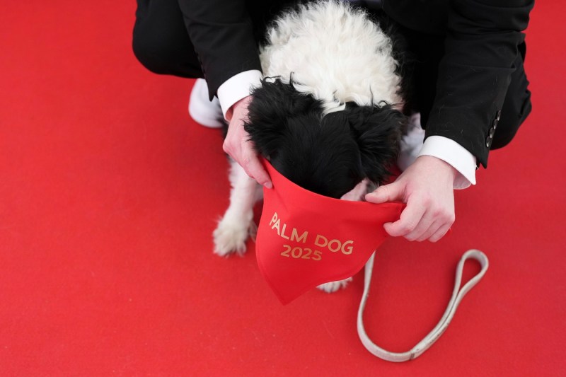 VIDEO Cannes 2025: Trofeul Palme Dog a fost decernat lui Panda, un câine din rasa ciobănesc islandez