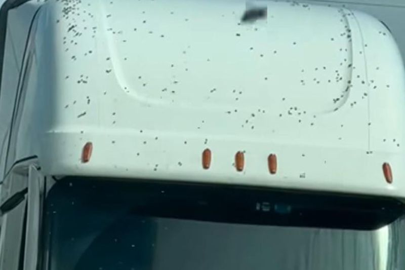 VIDEO Sute de milioane de albine s-au eliberat după răsturnarea unui TIR. Apicultorii depun eforturi pentru a le recupera