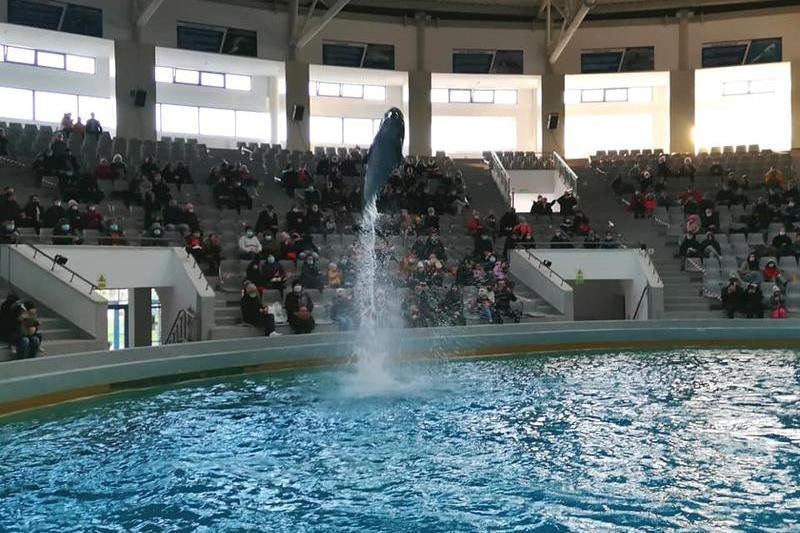 Delfinariul din Constanța se redeschide după renovare: Delfini din Ucraina vor susține spectacole