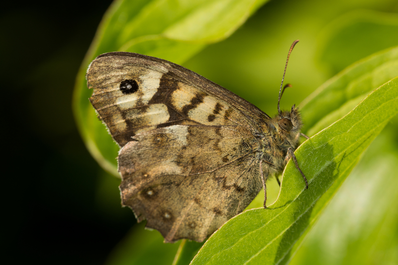 Un oraș din România, afectat de o invazie de insecte, mesaj pentru cetățeni: „Durata fenomenului este de 3-4 zile”