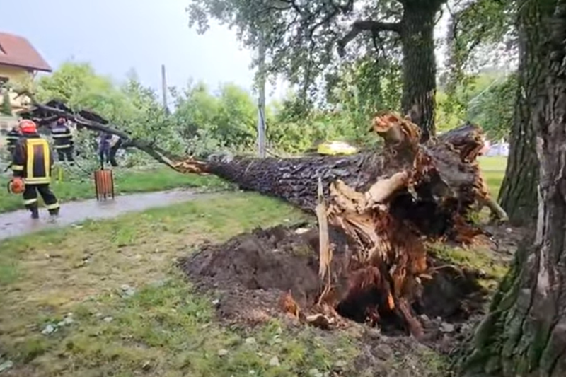 VIDEO Unul dintre plopii menționați de Eminescu s-a prăbușit în urma unei furtuni puternice în Iași