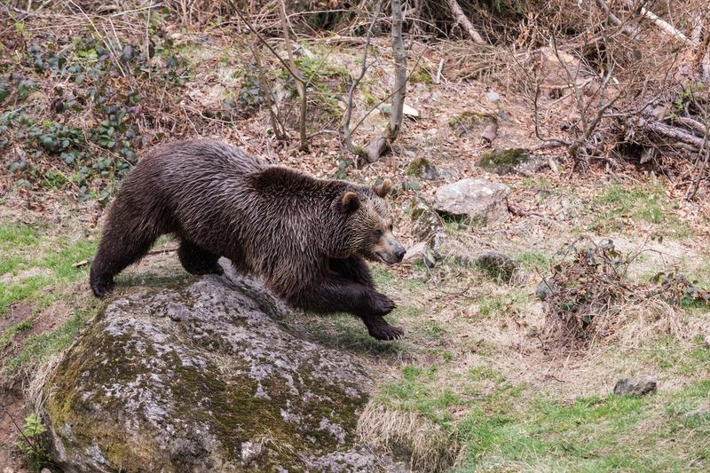 Avertizare Ro-Alert în urma observațiilor unui urs la cascada Duruitoarea din Ceahlău