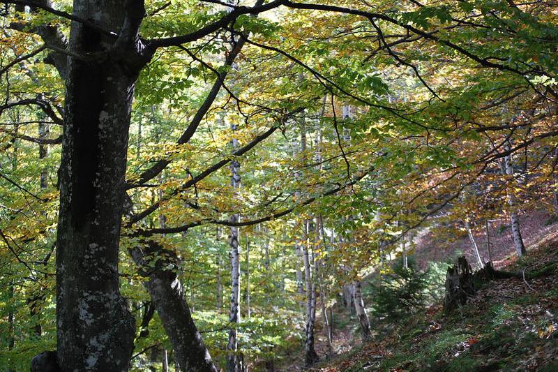 Cruci în memoria victimelor ciumei, descoperite într-o pădure din Curbura Buzăului. Ce povestesc localnicii.