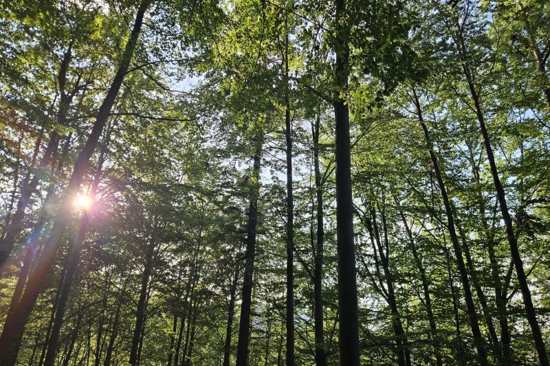Cum ajută Inteligența Artificială la determinarea momentului când cântă păsările pădurilor