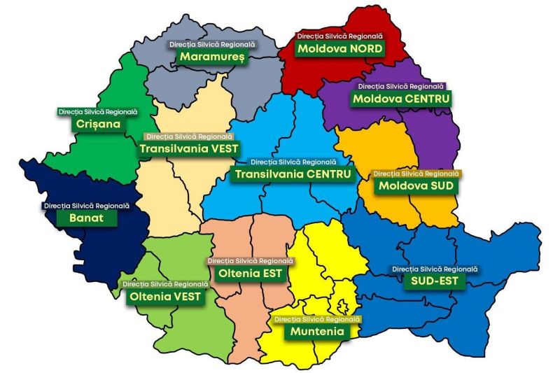 Detalii despre reorganizarea Romsilva: Reducerea numărului de direcții silvice și noi proceduri pentru directori