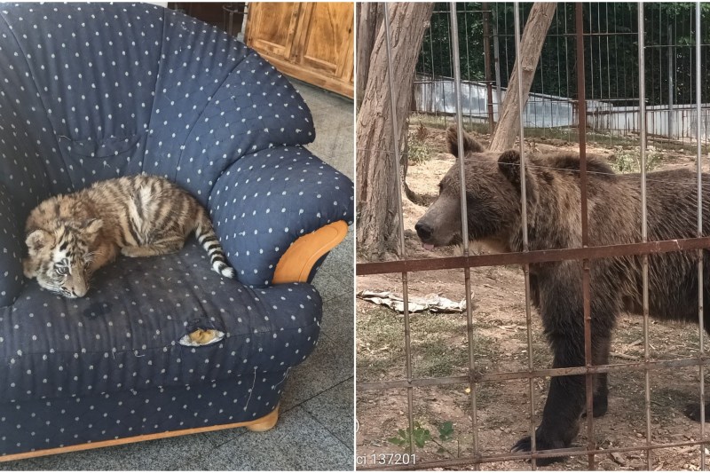 FOTO VIDEO Grădină zoologică ilegală descoperită în Dâmboviţa: Urși, lei, tigri și maimuțe ținuți în condiții precare