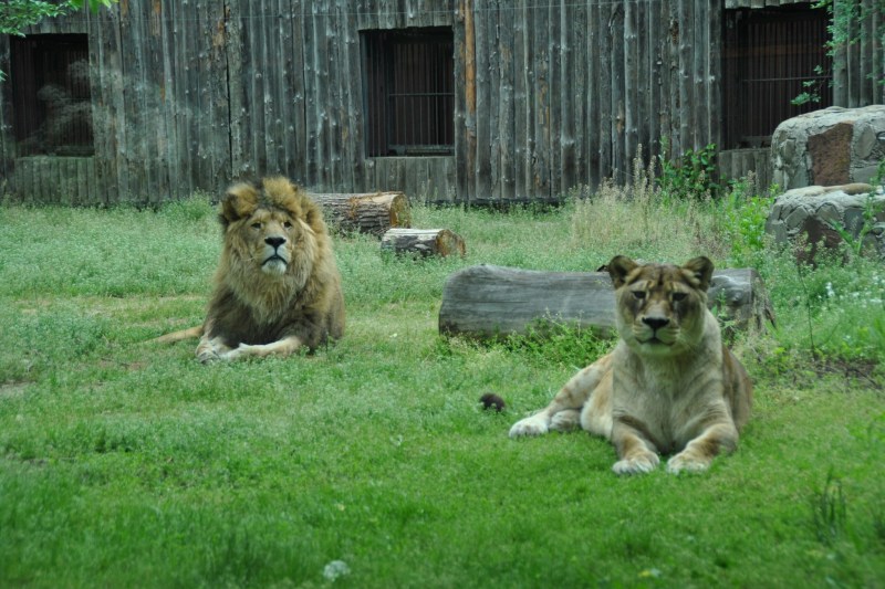 Grădina Zoologică din București a fost redeschisă după o săptămână de după furtunile severe