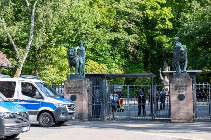 Grădina Zoologică din Nürnberg a eutanasiat 12 babuini, declanșând critici intense