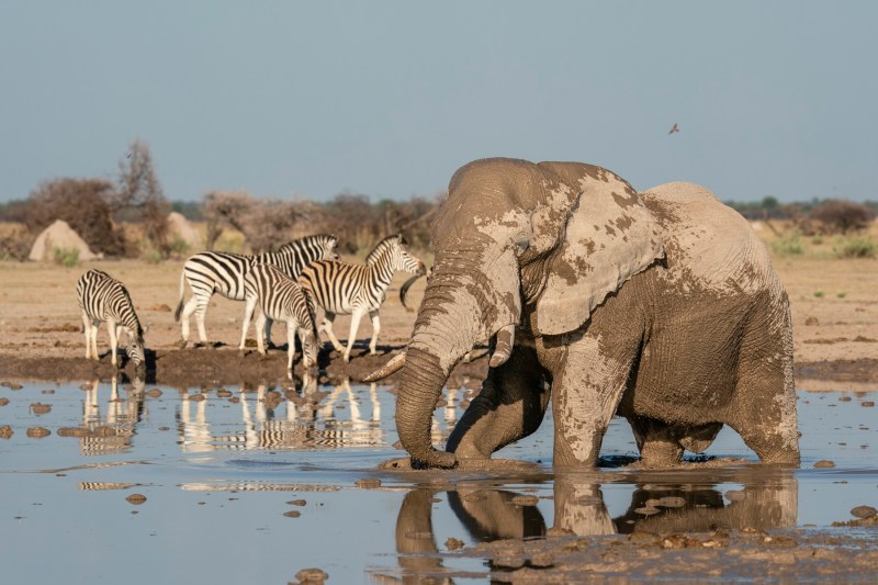 Milionar CEO atacat mortal de un elefant într-o rezervație sud-africană