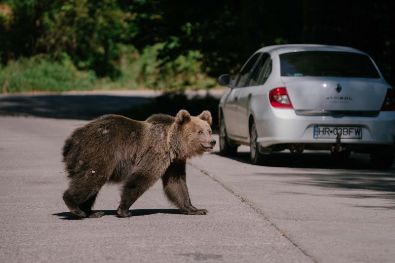 Ministrul Mediului anunţă creşterea amenzilor pentru hrănirea urşilor pe marginea drumurilor