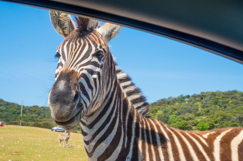 O zebră a scăpat de la grădina zoologică din Belgrad și a deranjat vizitatorii. Trei persoane au fost spitalizate