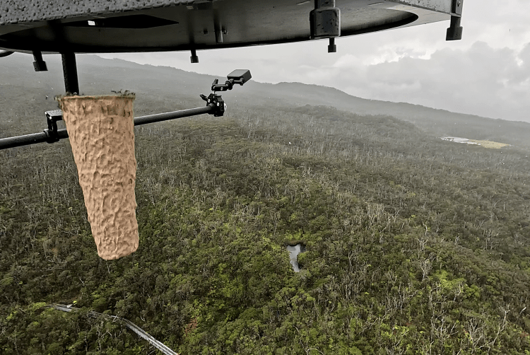 Sute de mii de țânțari eliberați din drone și elicoptere în Hawaii: un plan neobișnuit de salvare a păsărilor native