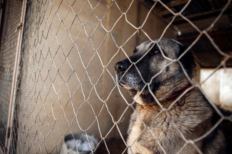 Tânăr de 21 de ani, grav rănit după atacul unei haite de câini Kangal în Munții Făgăraș