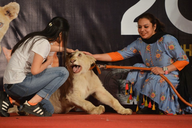 Țara în care leii sunt crescuți ca animale de companie anunță măsuri drastice în urma unui atac surprinzător