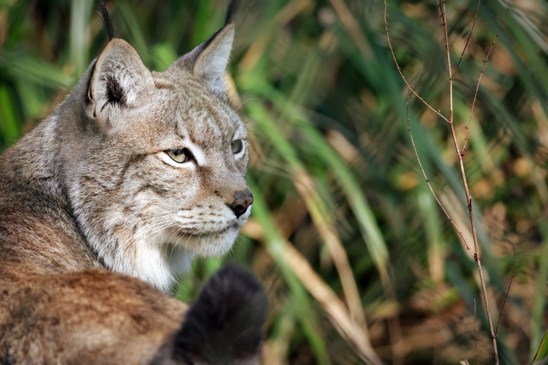 Cerere inedită: O grădină zoologică solicită „donarea” animalelor de companie pentru hrănirea prădătorilor