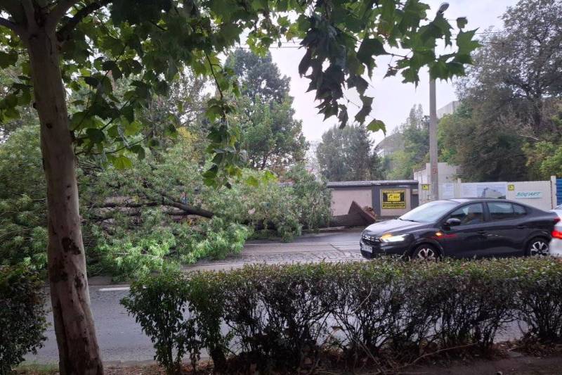 FOTO: Bucureștiul după furtună — arbori prăbuși și linii STB blocate