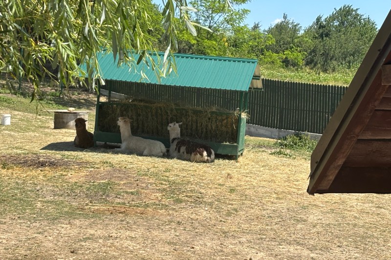 Grădinile zoologice din mănăstirile românești: un fenomen puțin cunoscut