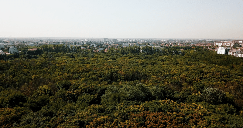 O pădure urbană din București, înconjurată de fazani și vulpi, riscă să dispară ca urmare a unor decizii de restituire a terenurilor. Ce se ascunde în spatele acestei situații?