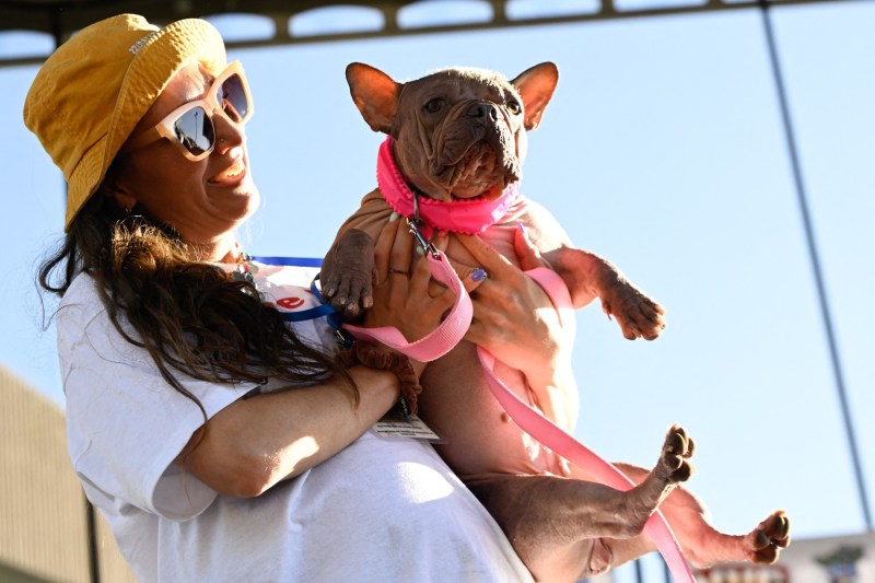 Petunia, un bulldog francez fără păr, desemnată „Cel mai urât câine din lume”. Premiul câștigat de stăpână la competiție