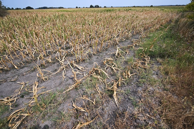 Seceta severă din Ungaria determină fermierii să își reconsidere viitorul agricol