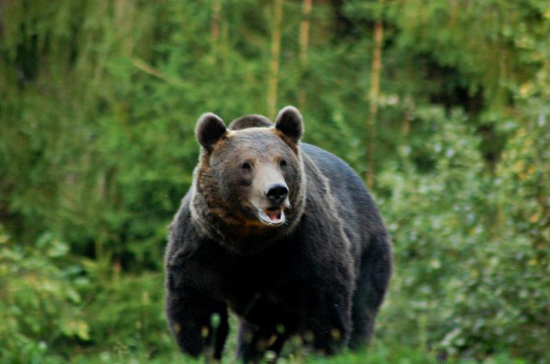 Un păstor a fost atacat de un urs în Vâlcea, iar autoritățile continuă să caute animalul.