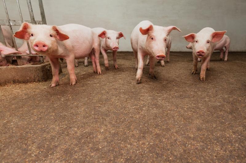Cum a ajuns România să-și asigure carnea de porc prin importuri din Spania și Germania