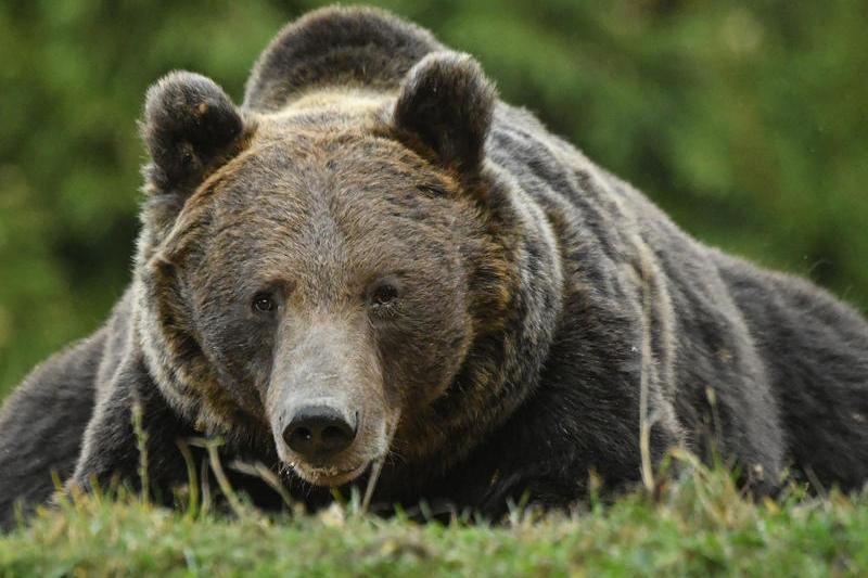 Un atac al ursului în județul Mureș: victima a reușit să se îndepărteze singură de animal